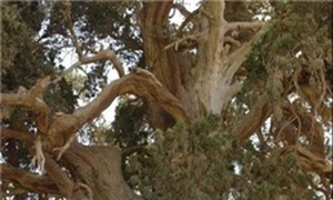 درخت سرو سنگان