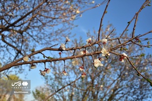 جلوه بی نظیر شکوفه های درختان زردآلو منصوریه 