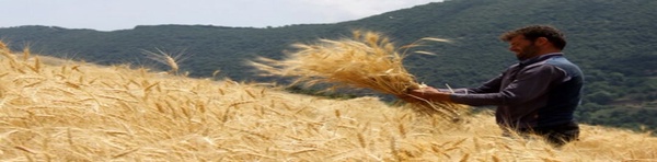 گندم 