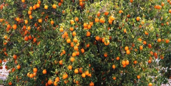 نارنگی