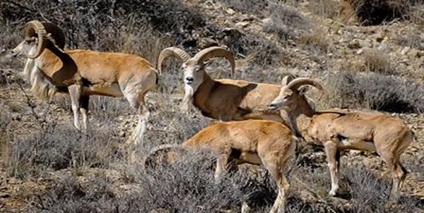 آغاز سرشماری پاییزه حیات وحش در مناطق زیست محیطی فارس