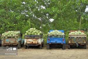 هندوانه «چاف»