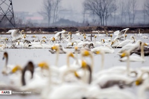 تجمع قو های فریاد کش که تعداد تقریبی آنها در امسال به حدود ۵هزار قطعه میرسد