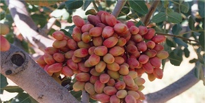 پسته