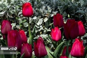 باغ گل‌های لاله چمران از جاذبه‌های شگفت‌انگیز در فصل بهار است که معمولا از فروردین هرسال آغاز و تا نیمه‌های اردیبهشت ادامه دارد.