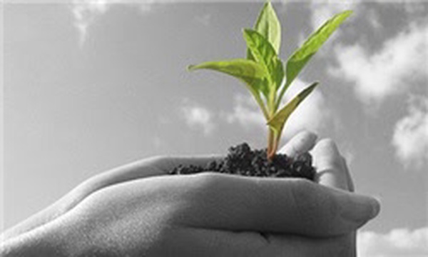 درخت درختکاری منابع طبیعی