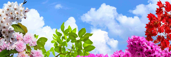 تصویر سربرگ نمایه‌ی ‌علی مهدوی‌