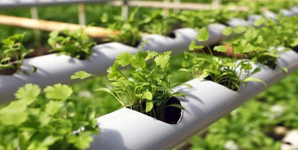 کشاورزی دانش‌بنیان