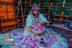 برداشت «گل محمدی» در میمند