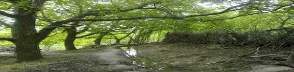 ایلام