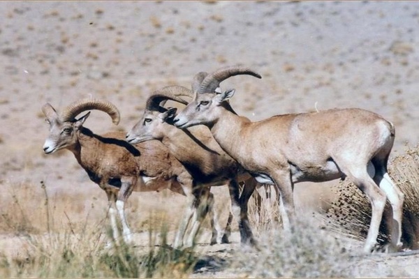 حیات وحش