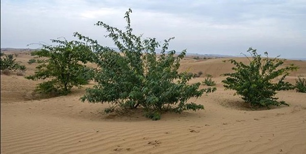 مالچ