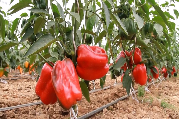 گلخانه دهاقان3