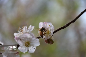 جلوه بی نظیر شکوفه های درختان زردآلو منصوریه 