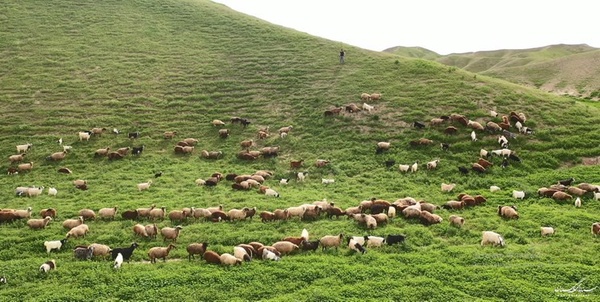 چرای دام