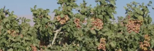 تصویر سربرگ نمایه‌ی ‌زهرا بمی‌
