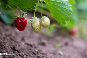 برداشت توت فرنگی در مزارع شفیع آباد فندرسک