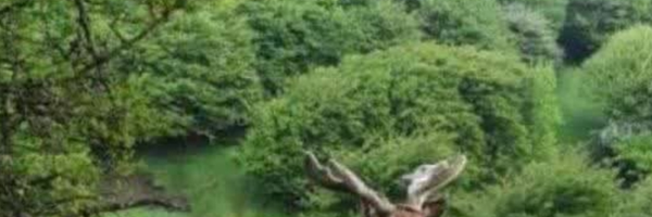 تصویر سربرگ نمایه‌ی ‌9**3914ایران قوی محمود‌