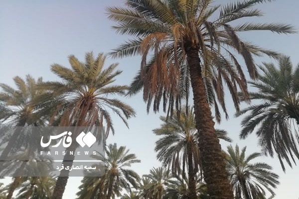 شکوه نخلستان