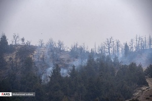 آتش به جان جنگل های بکر جهان نما افتاد