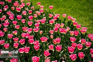 باغ گل‌های لاله چمران از جاذبه‌های شگفت‌انگیز در فصل بهار است که معمولا از فروردین هرسال آغاز و تا نیمه‌های اردیبهشت ادامه دارد.