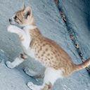 تصویر نمایه‌ی ‌گربه مجازی‌
