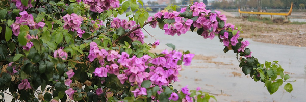 تصویر سربرگ نمایه‌ی ‌صاحب نجفی وشوائی‌