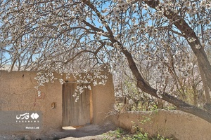 شکوفه های بهاری