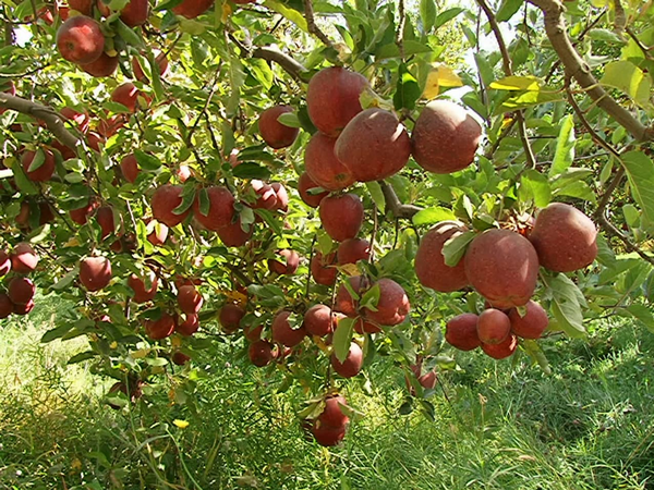 سیب درختی- تبریز