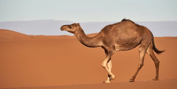 سمپوزیوم شتر