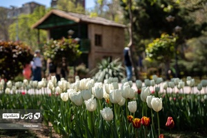 باغ گل‌های لاله چمران از جاذبه‌های شگفت‌انگیز در فصل بهار است که معمولا از فروردین هرسال آغاز و تا نیمه‌های اردیبهشت ادامه دارد.