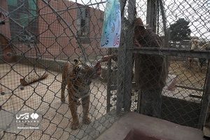 حیوانات «خانه نوری»