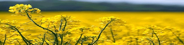 کلزا