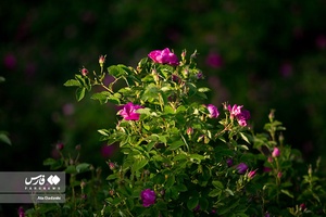 برداشت گل محمدی در عنصرود تبریز