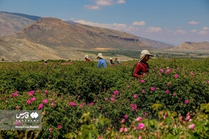 برداشت «گل محمدی» در میمند