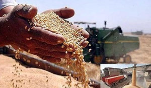 خرید گندم