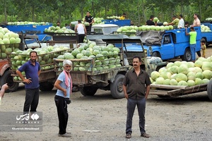 هندوانه «چاف»