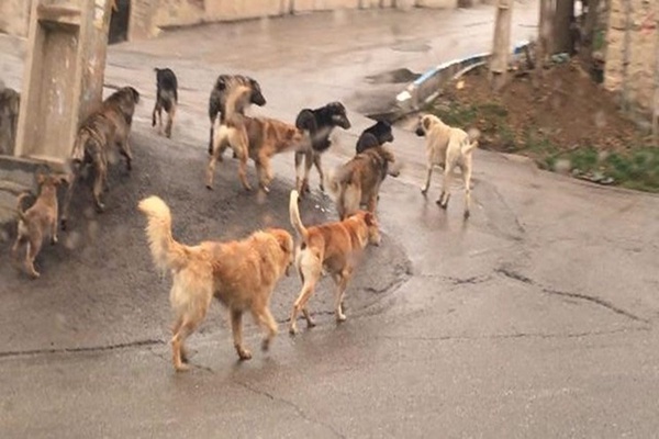 سگهای ولگرد