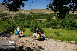 برداشت گل محمدی در عنصرود تبریز