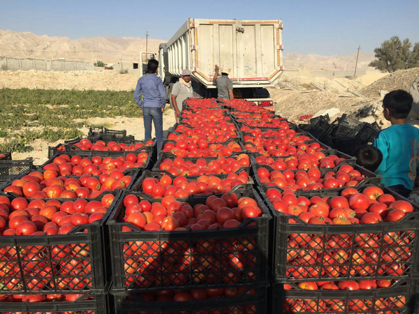 گوجه فرنگی