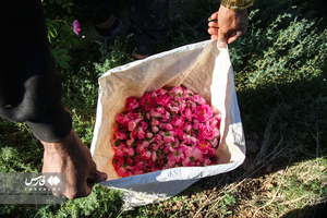 برداشت گل محمدی از مزارع خراسان شمالی