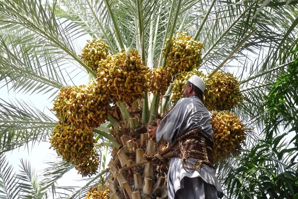 خرما
