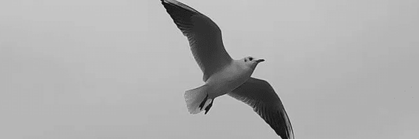 تصویر سربرگ نمایه‌ی ‌فرزان اسماعیلیون‌