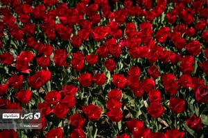 باغ گل‌های لاله چمران از جاذبه‌های شگفت‌انگیز در فصل بهار است که معمولا از فروردین هرسال آغاز و تا نیمه‌های اردیبهشت ادامه دارد.