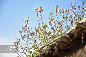 جلوه بی نظیر شکوفه های درختان زردآلو منصوریه 