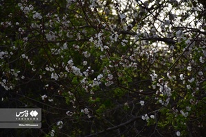 جلوه بی نظیر شکوفه های درختان زردآلو منصوریه 