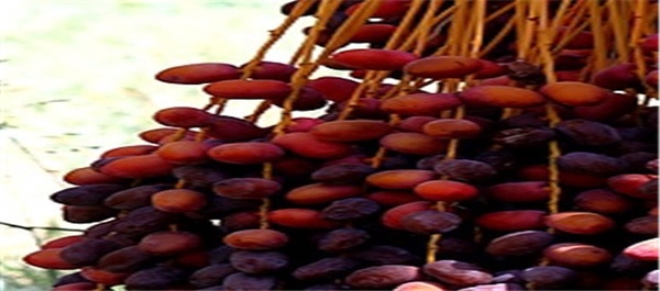 برداشت خرما در بم