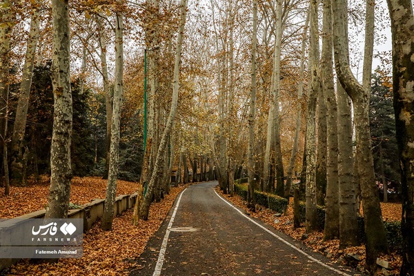 برگ ریزان پاییز