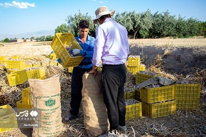 «تیمورلو» قطب تولید سیر ایران