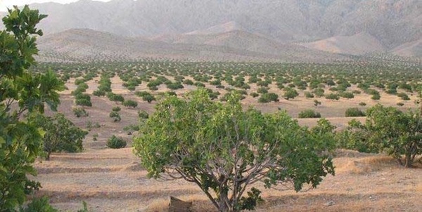 انجیرستان استهبان